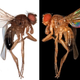 Illustration for article titled Amazing World of Insect-Wing Color Discovered